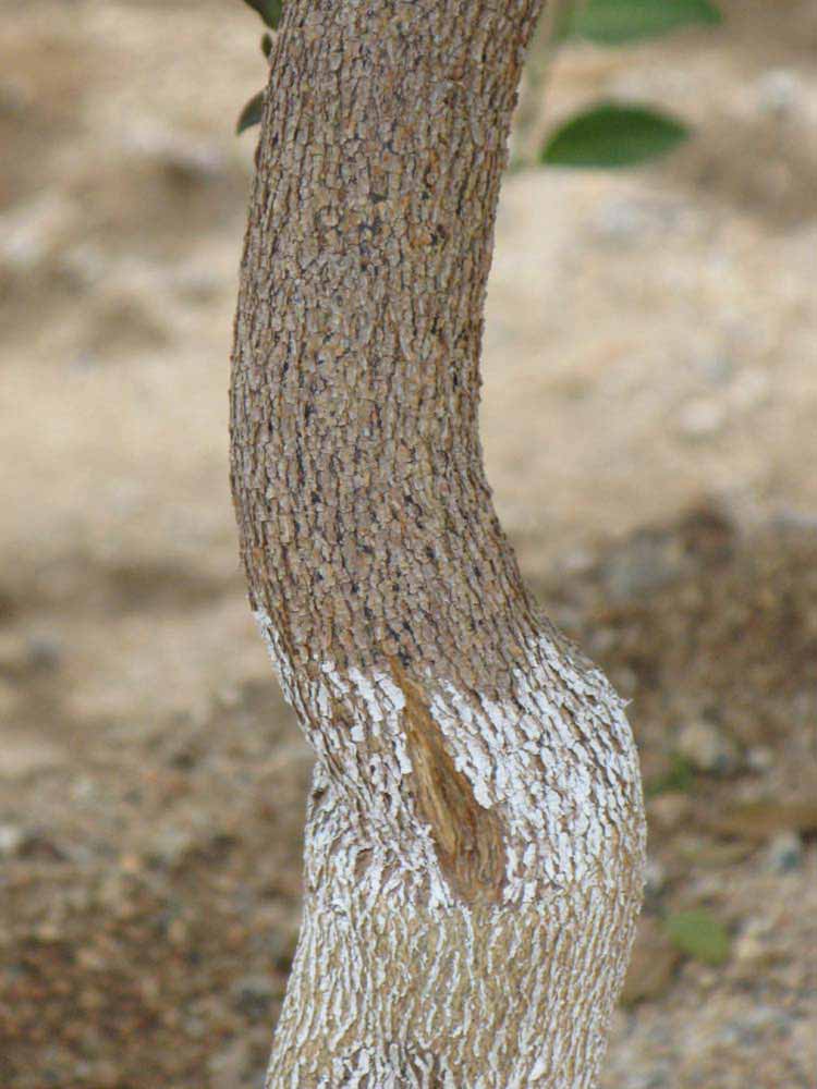            Bark (Riverside, CA)   